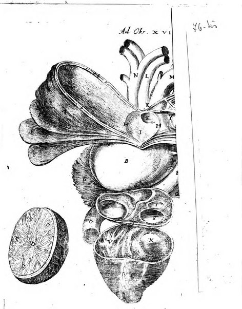 Miscellanea curiosa medico-physica Academiae naturae curiosorum sive ephemeridum medico-physicarum Germanicarum..