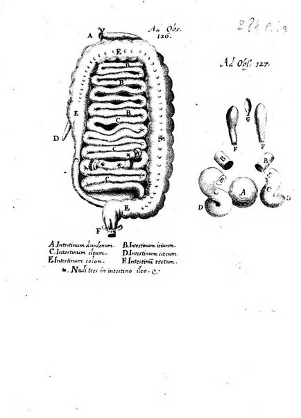 Miscellanea curiosa medico-physica Academiae naturae curiosorum sive ephemeridum medico-physicarum Germanicarum..