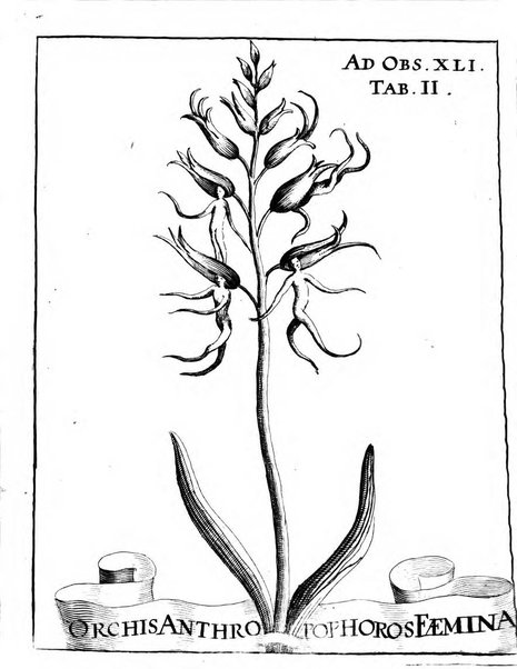 Miscellanea curiosa medico-physica Academiae naturae curiosorum sive ephemeridum medico-physicarum Germanicarum..