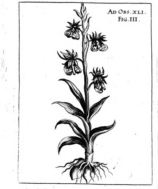 Miscellanea curiosa medico-physica Academiae naturae curiosorum sive ephemeridum medico-physicarum Germanicarum..