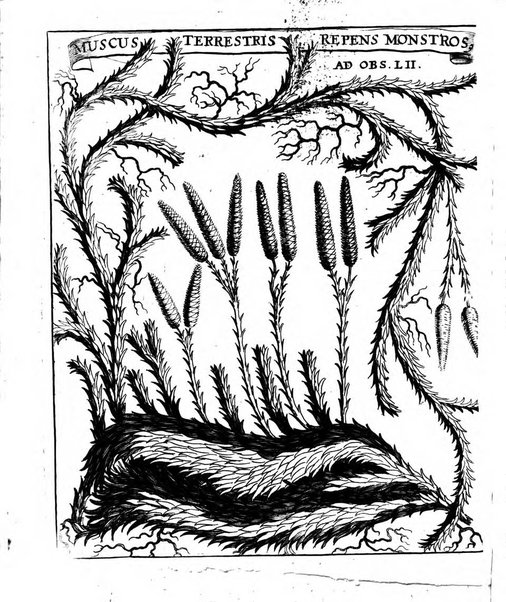 Miscellanea curiosa medico-physica Academiae naturae curiosorum sive ephemeridum medico-physicarum Germanicarum..