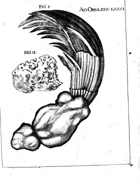 Miscellanea curiosa medico-physica Academiae naturae curiosorum sive ephemeridum medico-physicarum Germanicarum..