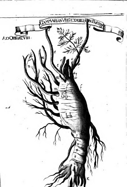 Miscellanea curiosa medico-physica Academiae naturae curiosorum sive ephemeridum medico-physicarum Germanicarum..