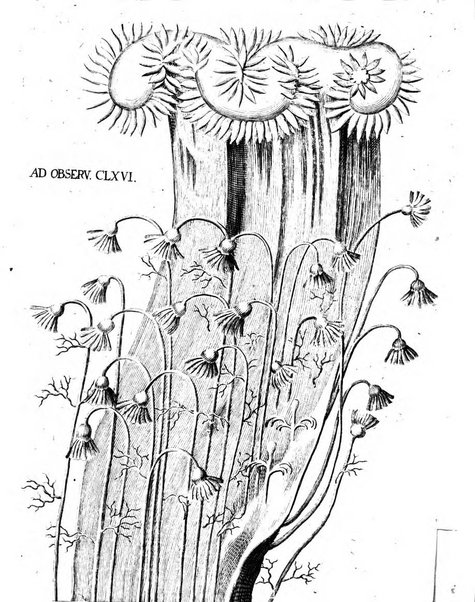 Miscellanea curiosa medico-physica Academiae naturae curiosorum sive ephemeridum medico-physicarum Germanicarum..