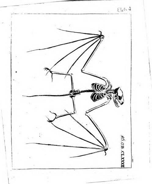 Miscellanea curiosa medico-physica Academiae naturae curiosorum sive ephemeridum medico-physicarum Germanicarum..