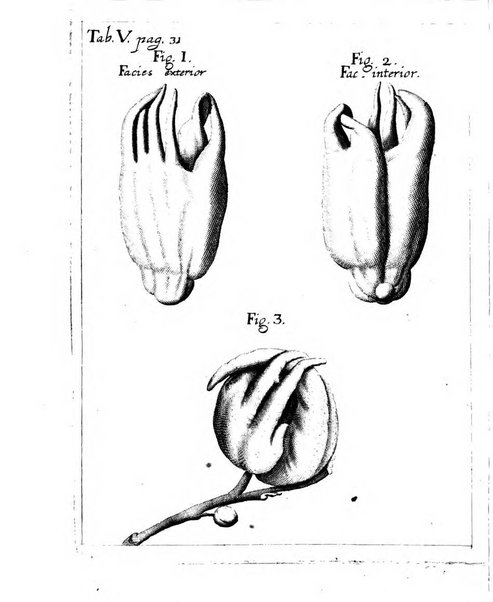 Miscellanea curiosa medico-physica Academiae naturae curiosorum sive ephemeridum medico-physicarum Germanicarum..