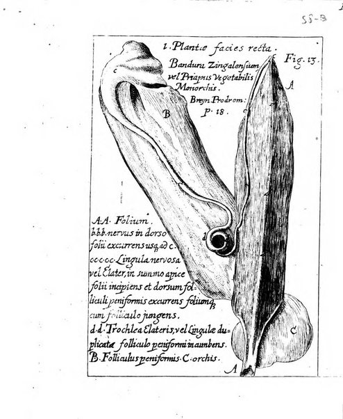 Miscellanea curiosa medico-physica Academiae naturae curiosorum sive ephemeridum medico-physicarum Germanicarum..