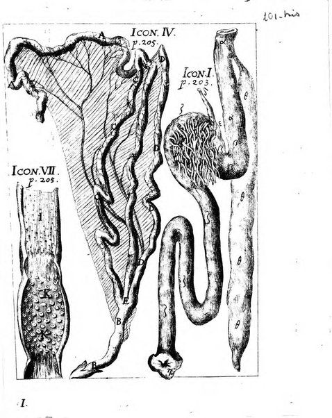 Miscellanea curiosa medico-physica Academiae naturae curiosorum sive ephemeridum medico-physicarum Germanicarum..