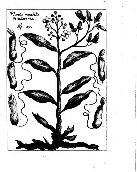 Miscellanea curiosa medico-physica Academiae naturae curiosorum sive ephemeridum medico-physicarum Germanicarum..