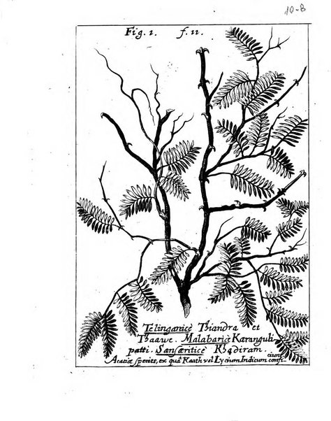 Miscellanea curiosa medico-physica Academiae naturae curiosorum sive ephemeridum medico-physicarum Germanicarum..