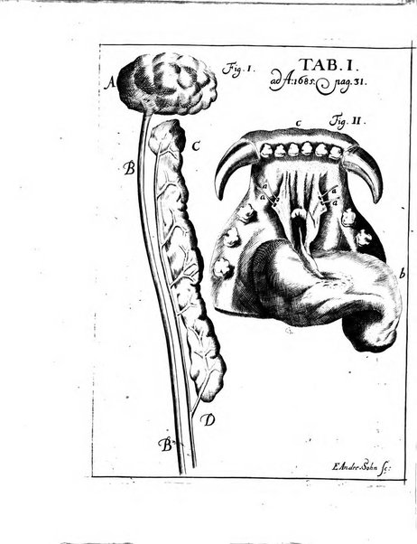 Miscellanea curiosa medico-physica Academiae naturae curiosorum sive ephemeridum medico-physicarum Germanicarum..