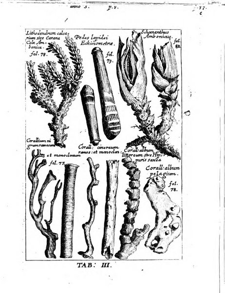 Miscellanea curiosa medico-physica Academiae naturae curiosorum sive ephemeridum medico-physicarum Germanicarum..