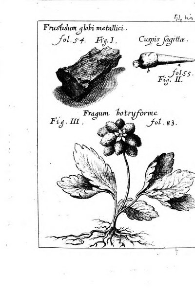 Miscellanea curiosa medico-physica Academiae naturae curiosorum sive ephemeridum medico-physicarum Germanicarum..