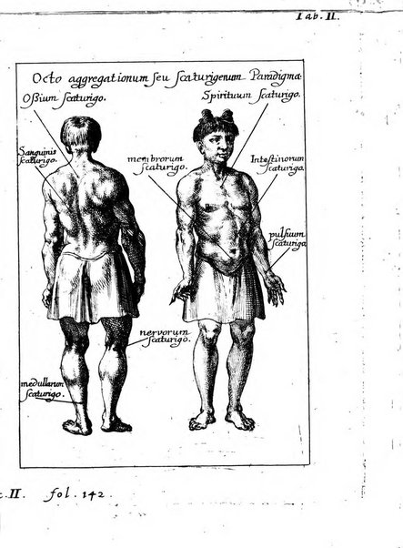 Miscellanea curiosa medico-physica Academiae naturae curiosorum sive ephemeridum medico-physicarum Germanicarum..