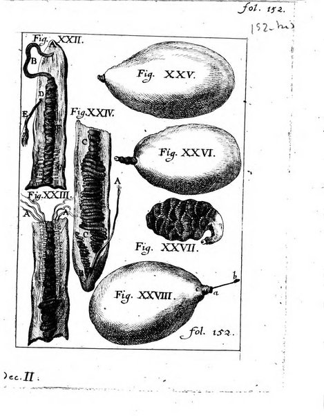 Miscellanea curiosa medico-physica Academiae naturae curiosorum sive ephemeridum medico-physicarum Germanicarum..