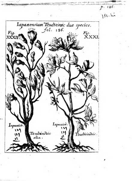 Miscellanea curiosa medico-physica Academiae naturae curiosorum sive ephemeridum medico-physicarum Germanicarum..