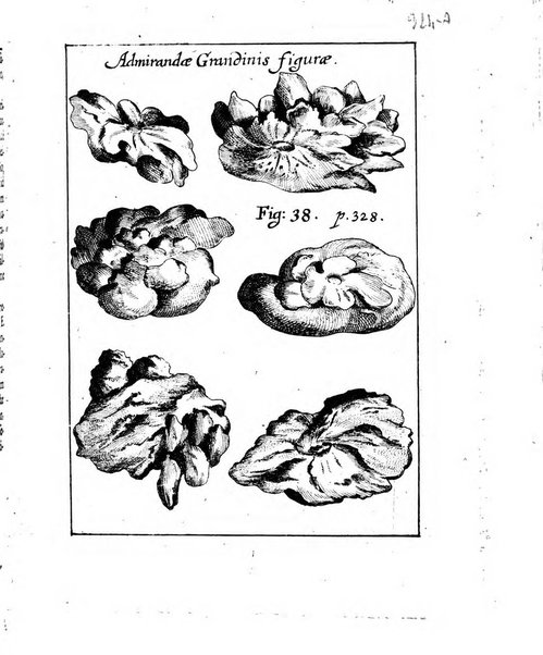 Miscellanea curiosa medico-physica Academiae naturae curiosorum sive ephemeridum medico-physicarum Germanicarum..