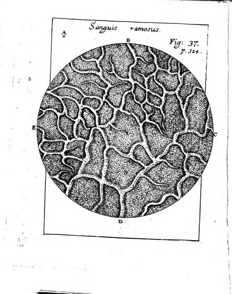 Miscellanea curiosa medico-physica Academiae naturae curiosorum sive ephemeridum medico-physicarum Germanicarum..