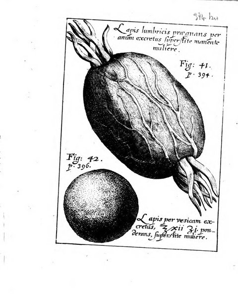 Miscellanea curiosa medico-physica Academiae naturae curiosorum sive ephemeridum medico-physicarum Germanicarum..