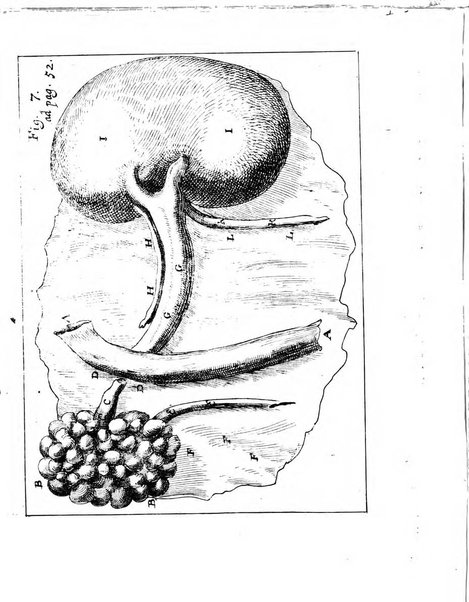 Miscellanea curiosa medico-physica Academiae naturae curiosorum sive ephemeridum medico-physicarum Germanicarum..