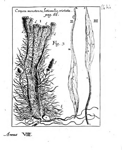 Miscellanea curiosa medico-physica Academiae naturae curiosorum sive ephemeridum medico-physicarum Germanicarum..