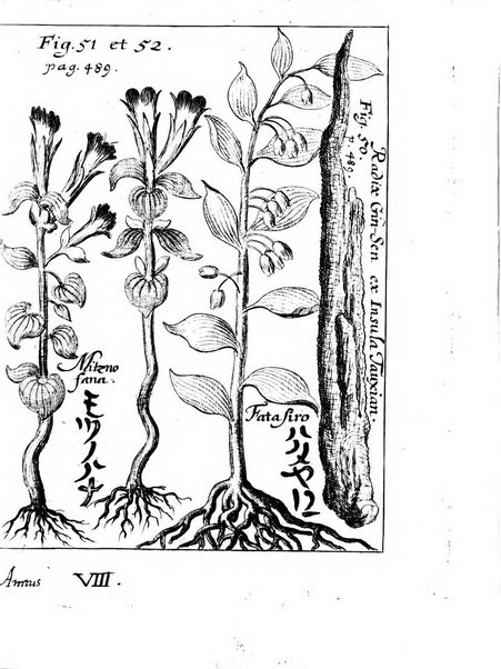 Miscellanea curiosa medico-physica Academiae naturae curiosorum sive ephemeridum medico-physicarum Germanicarum..