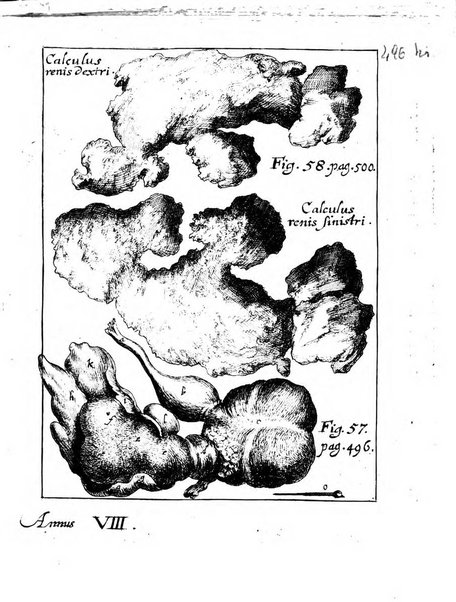 Miscellanea curiosa medico-physica Academiae naturae curiosorum sive ephemeridum medico-physicarum Germanicarum..