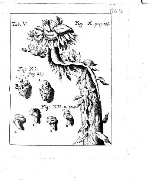 Miscellanea curiosa medico-physica Academiae naturae curiosorum sive ephemeridum medico-physicarum Germanicarum..