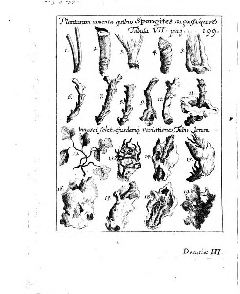 Miscellanea curiosa medico-physica Academiae naturae curiosorum sive ephemeridum medico-physicarum Germanicarum..