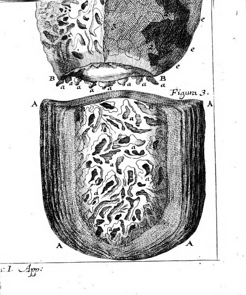 Miscellanea curiosa medico-physica Academiae naturae curiosorum sive ephemeridum medico-physicarum Germanicarum..