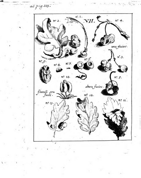 Miscellanea curiosa medico-physica Academiae naturae curiosorum sive ephemeridum medico-physicarum Germanicarum..