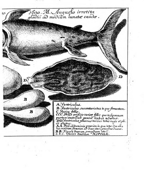 Miscellanea curiosa medico-physica Academiae naturae curiosorum sive ephemeridum medico-physicarum Germanicarum..