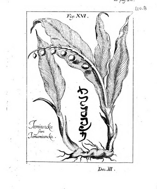 Miscellanea curiosa medico-physica Academiae naturae curiosorum sive ephemeridum medico-physicarum Germanicarum..