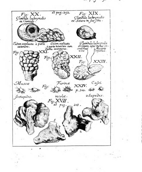 Miscellanea curiosa medico-physica Academiae naturae curiosorum sive ephemeridum medico-physicarum Germanicarum..