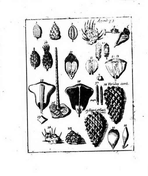 Miscellanea curiosa medico-physica Academiae naturae curiosorum sive ephemeridum medico-physicarum Germanicarum..