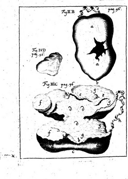 Miscellanea curiosa medico-physica Academiae naturae curiosorum sive ephemeridum medico-physicarum Germanicarum..