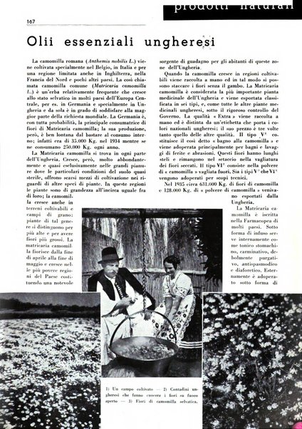 Rivista italiana delle essenze, dei profumi e delle piante officinali organo di propaganda del gruppo produttori materie aromatiche della Federazione nazionale fascista industrie chimiche ed affini