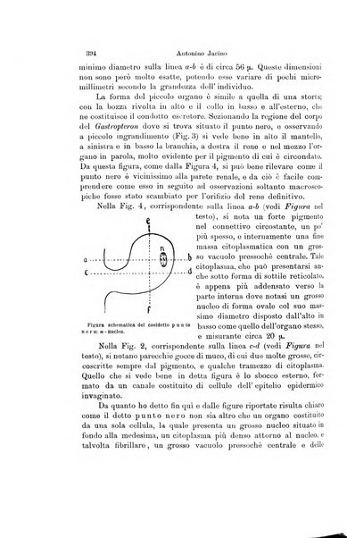 Archivio zoologico italiano pubblicato sotto gli auspicii della Unione Zoologica