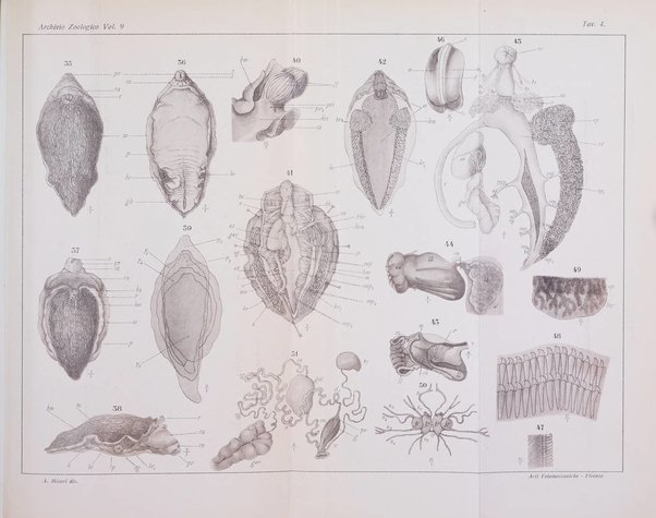 Archivio zoologico italiano pubblicato sotto gli auspicii della Unione Zoologica