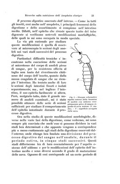 Archivio zoologico italiano pubblicato sotto gli auspicii della Unione Zoologica