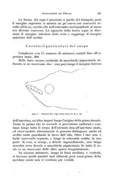 Archivio zoologico italiano pubblicato sotto gli auspicii della Unione Zoologica