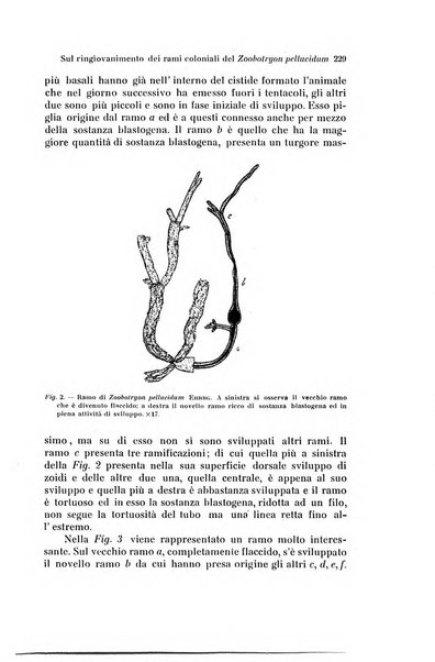 Archivio zoologico italiano pubblicato sotto gli auspicii della Unione Zoologica