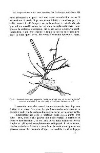 Archivio zoologico italiano pubblicato sotto gli auspicii della Unione Zoologica