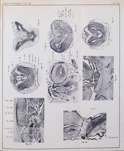 Archivio zoologico italiano pubblicato sotto gli auspicii della Unione Zoologica