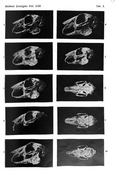 Archivio zoologico italiano pubblicato sotto gli auspicii della Unione Zoologica