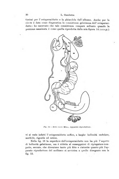 Archivio zoologico italiano pubblicato sotto gli auspicii della Unione Zoologica