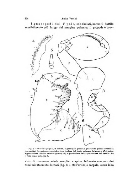 Archivio zoologico italiano pubblicato sotto gli auspicii della Unione Zoologica