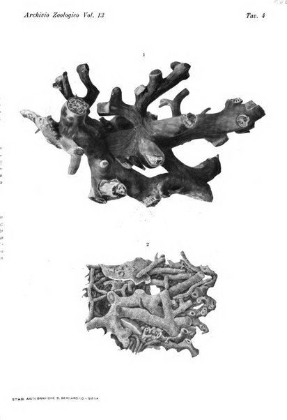 Archivio zoologico italiano pubblicato sotto gli auspicii della Unione Zoologica