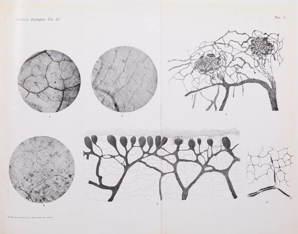 Archivio zoologico italiano pubblicato sotto gli auspicii della Unione Zoologica