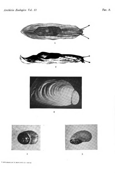 Archivio zoologico italiano pubblicato sotto gli auspicii della Unione Zoologica